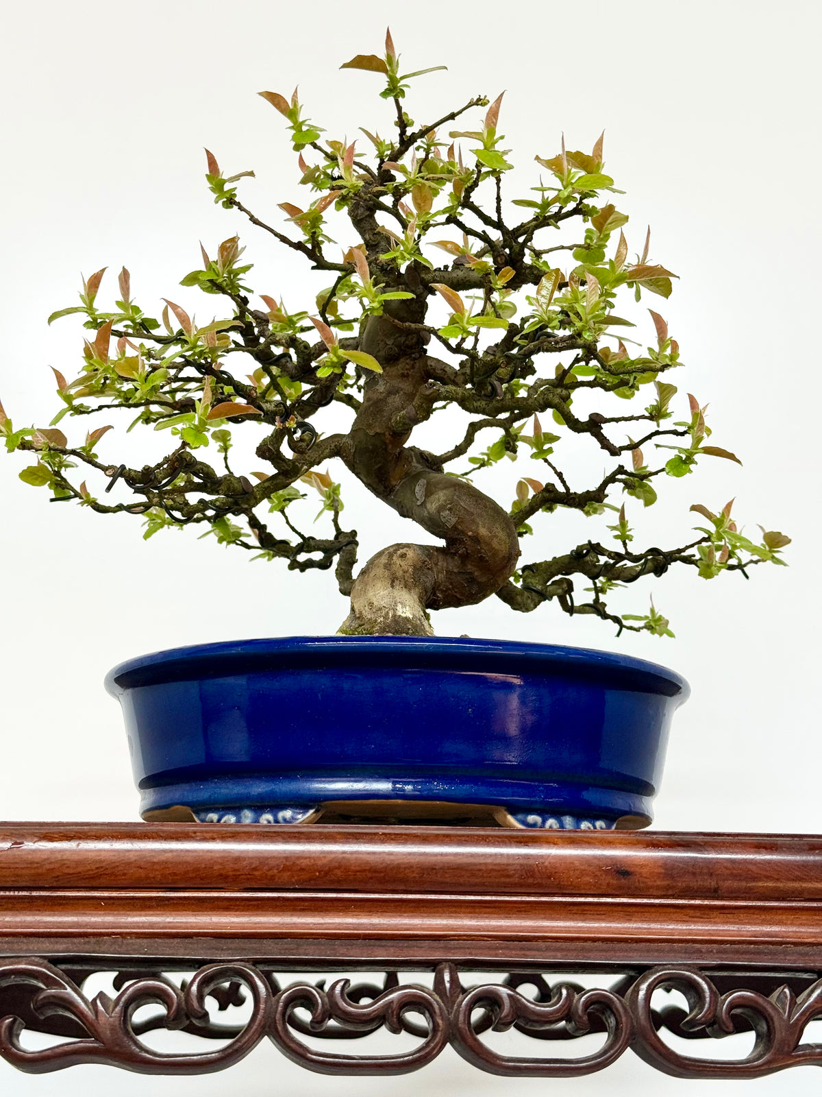 Chinese Quince Bonsai Tree – Pseudocydonia Sinensis in Yixing Pot