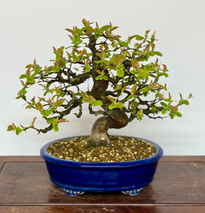 Chinese Quince Bonsai Tree – Pseudocydonia Sinensis in Yixing Pot