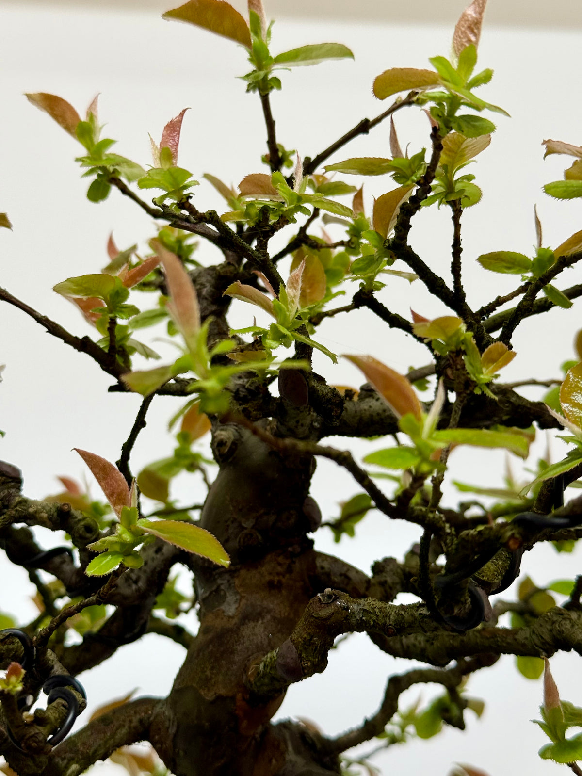 Chinese Quince Bonsai Tree – Pseudocydonia Sinensis in Yixing Pot