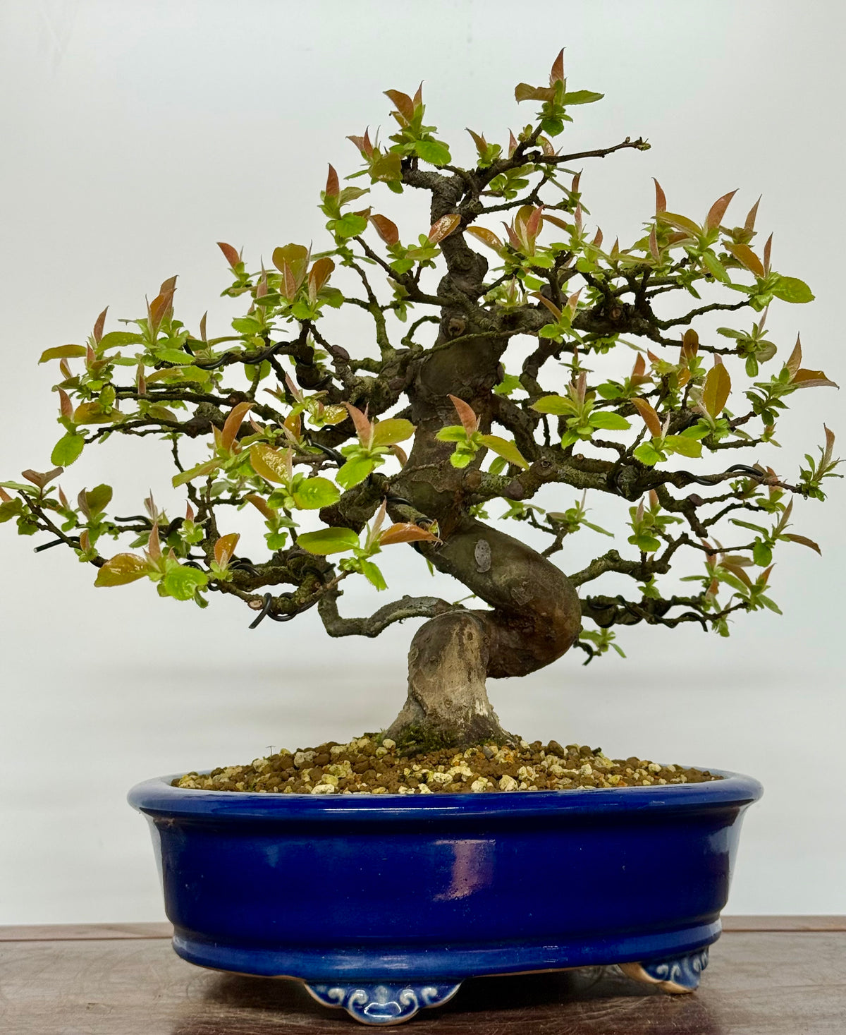 Chinese Quince Bonsai Tree – Pseudocydonia Sinensis in Yixing Pot
