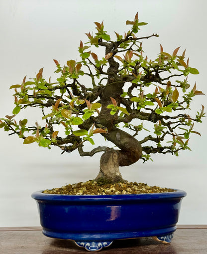 Chinese Quince Bonsai Tree – Pseudocydonia Sinensis in Yixing Pot