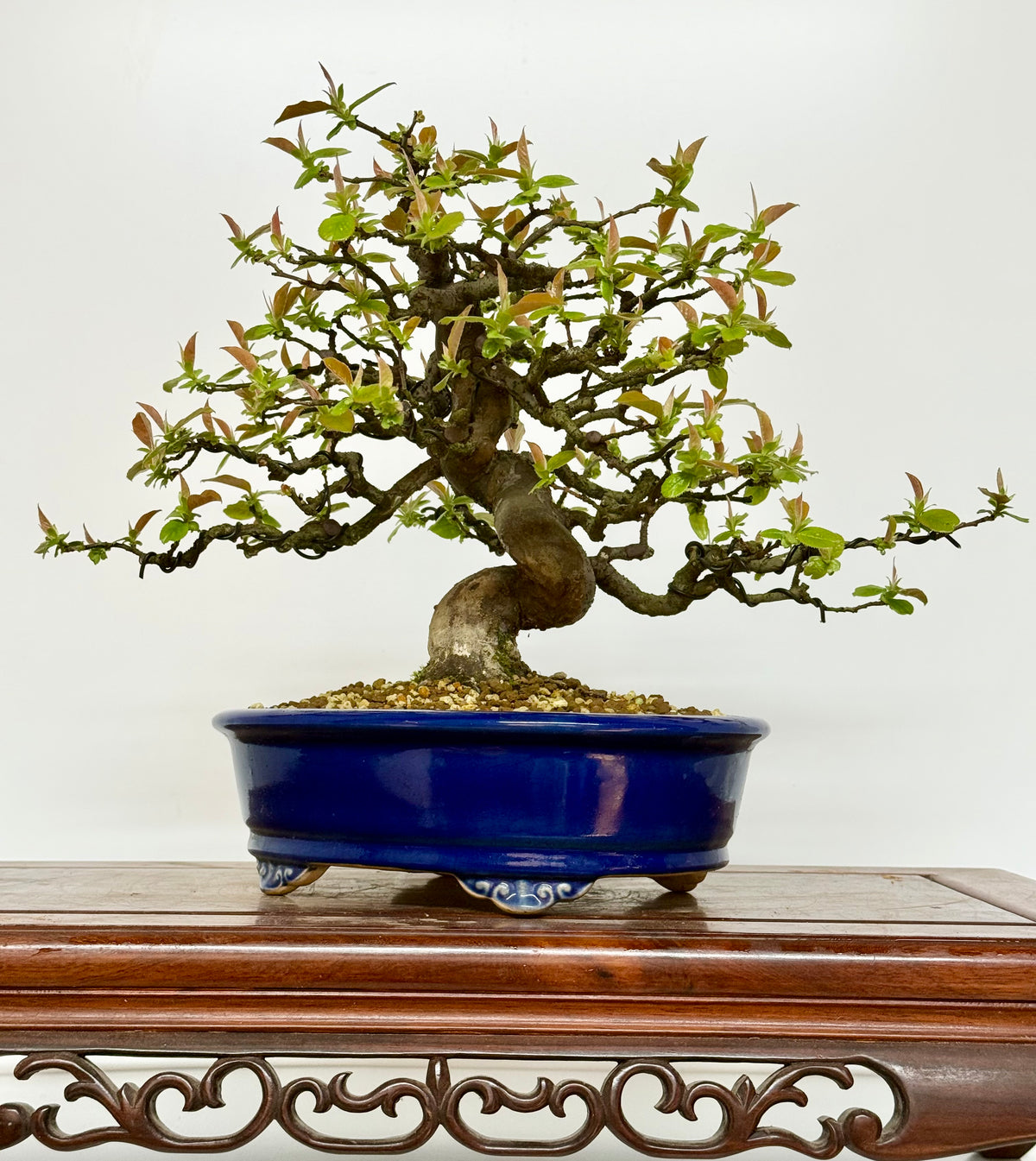 Chinese Quince Bonsai Tree – Pseudocydonia Sinensis in Yixing Pot