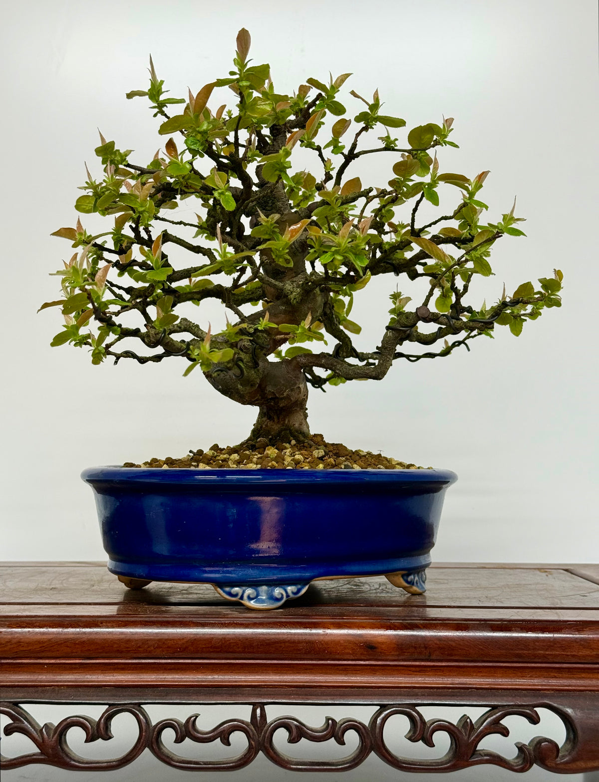 Chinese Quince Bonsai Tree – Pseudocydonia Sinensis in Yixing Pot