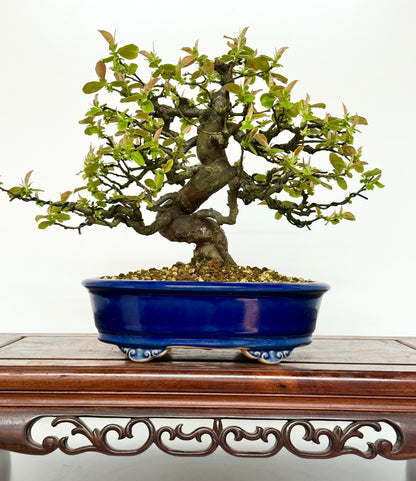 Chinese Quince Bonsai Tree – Pseudocydonia Sinensis in Yixing Pot