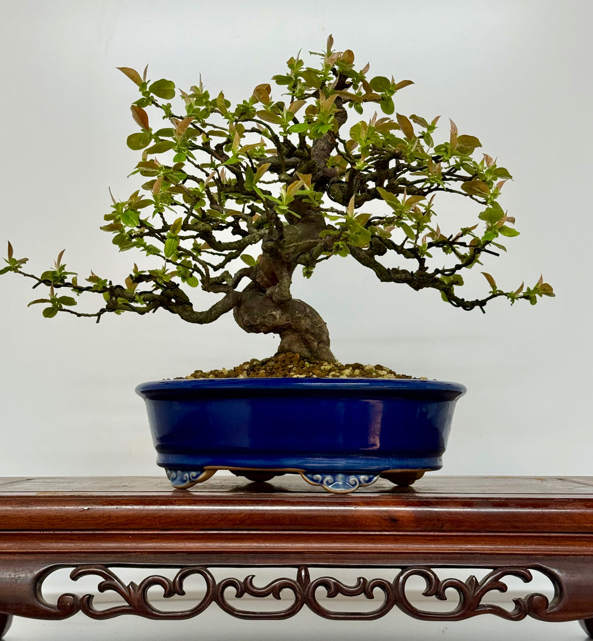 Chinese Quince Bonsai Tree – Pseudocydonia Sinensis in Yixing Pot