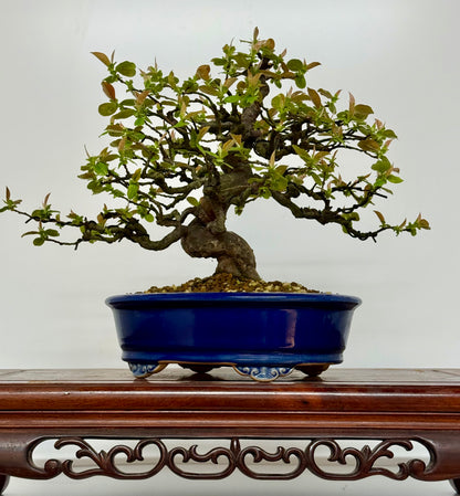 Chinese Quince Bonsai Tree – Pseudocydonia Sinensis in Yixing Pot
