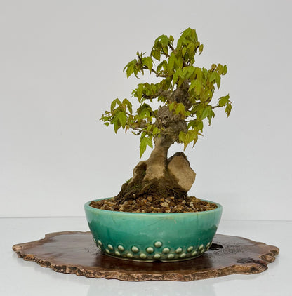 Trident Maple Bonsai Tree – Root Over Rock Japanese Bonsai