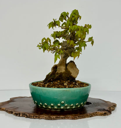 Trident Maple Bonsai Tree – Root Over Rock Japanese Bonsai