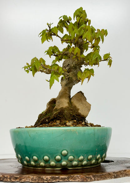 Trident Maple Bonsai Tree – Root Over Rock Japanese Bonsai