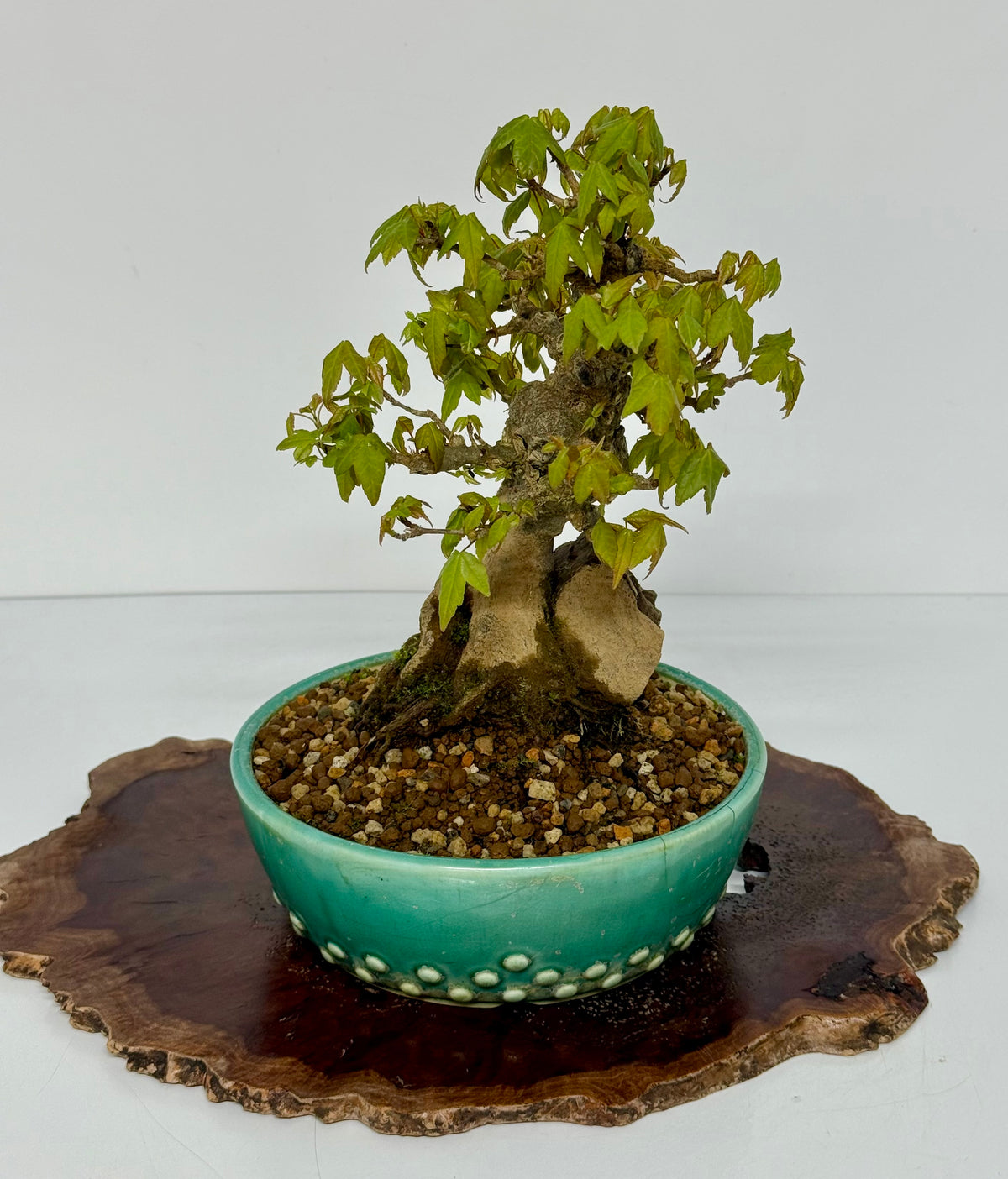 Trident Maple Bonsai Tree – Root Over Rock Japanese Bonsai
