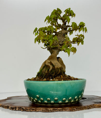 Trident Maple Bonsai Tree – Root Over Rock Japanese Bonsai