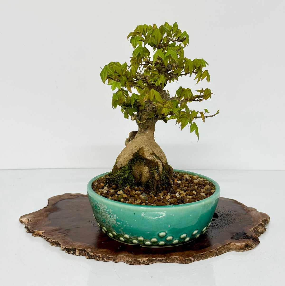 Trident Maple Bonsai Tree – Root Over Rock Japanese Bonsai