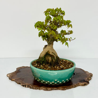 Trident Maple Bonsai Tree – Root Over Rock Japanese Bonsai
