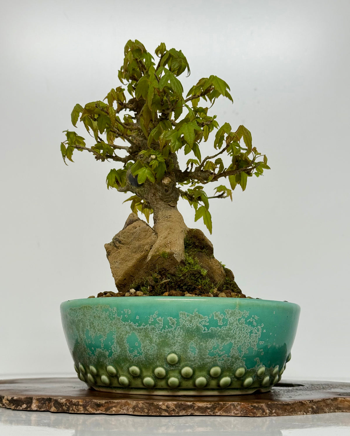 Trident Maple Bonsai Tree – Root Over Rock Japanese Bonsai