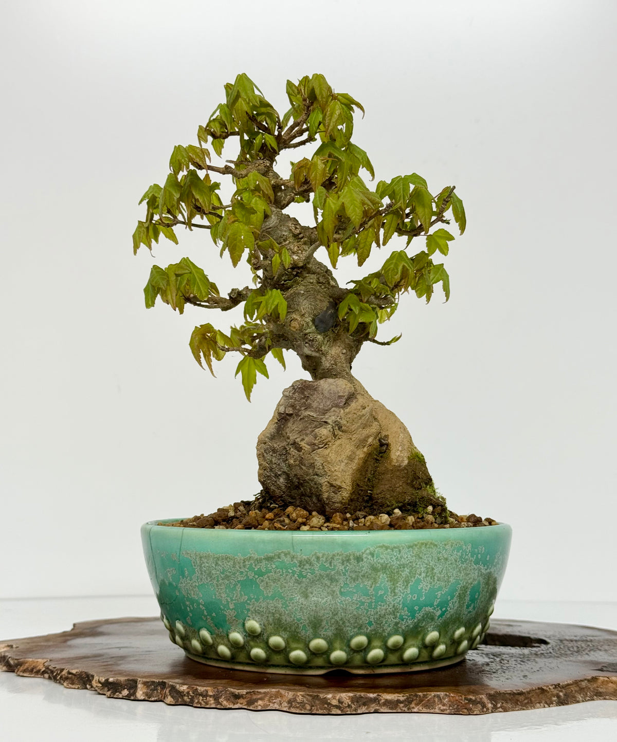 Trident Maple Bonsai Tree – Root Over Rock Japanese Bonsai