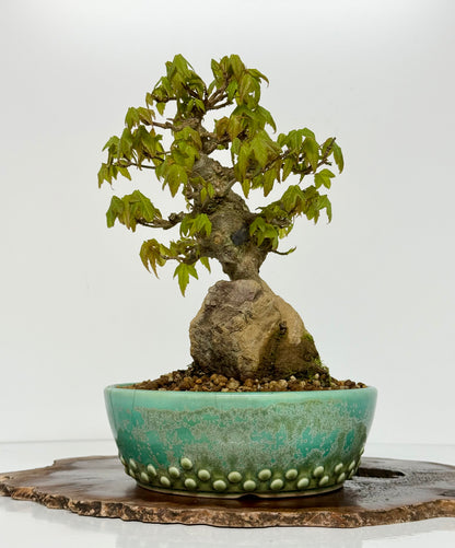 Trident Maple Bonsai Tree – Root Over Rock Japanese Bonsai
