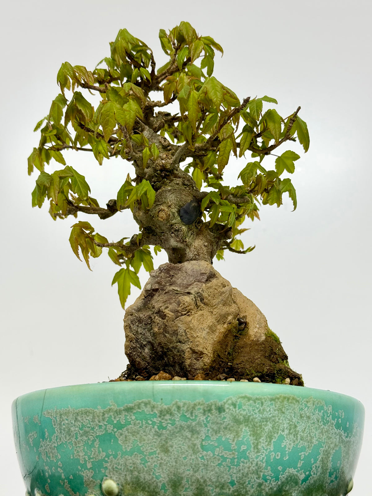 Trident Maple Bonsai Tree – Root Over Rock Japanese Bonsai