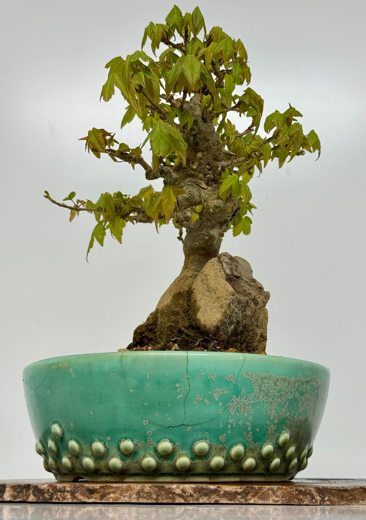 Trident Maple Bonsai Tree – Root Over Rock Japanese Bonsai