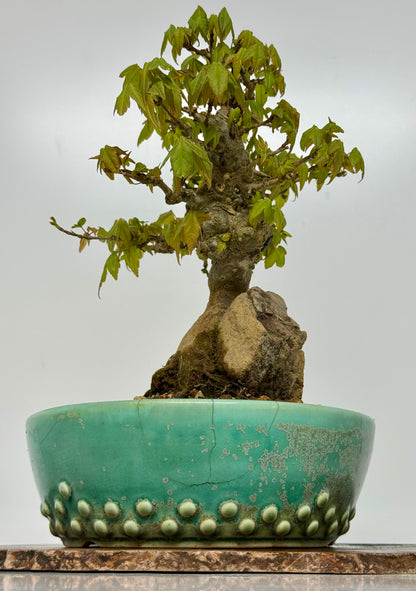 Trident Maple Bonsai Tree – Root Over Rock Japanese Bonsai