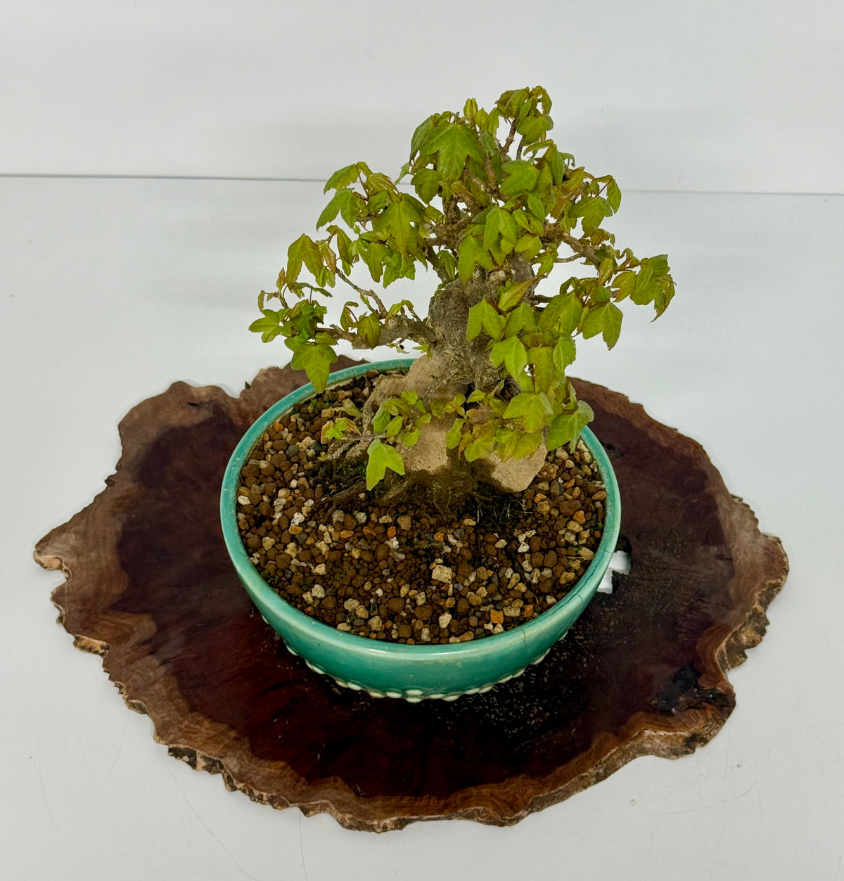 Trident Maple Bonsai Tree – Root Over Rock Japanese Bonsai