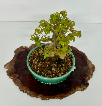 Trident Maple Bonsai Tree – Root Over Rock Japanese Bonsai