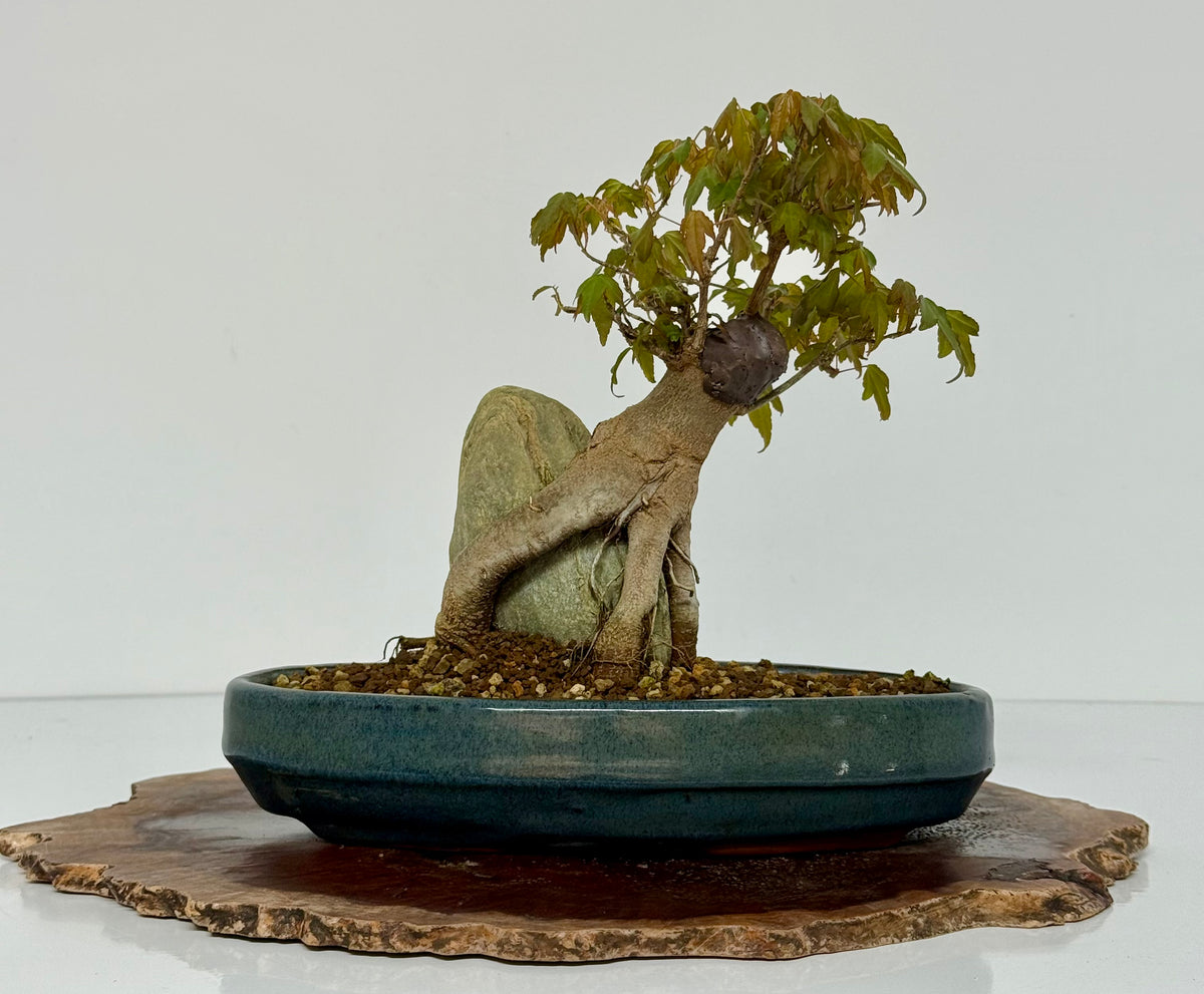 Trident Maple Bonsai Tree – Root Over Rock Japanese Bonsai