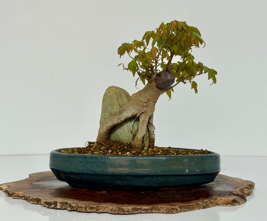 Trident Maple Bonsai Tree – Root Over Rock Japanese Bonsai