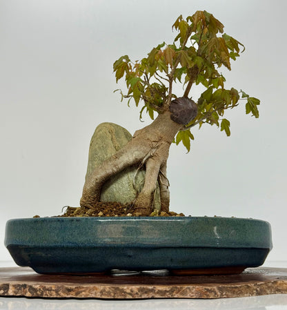 Trident Maple Bonsai Tree – Root Over Rock Japanese Bonsai