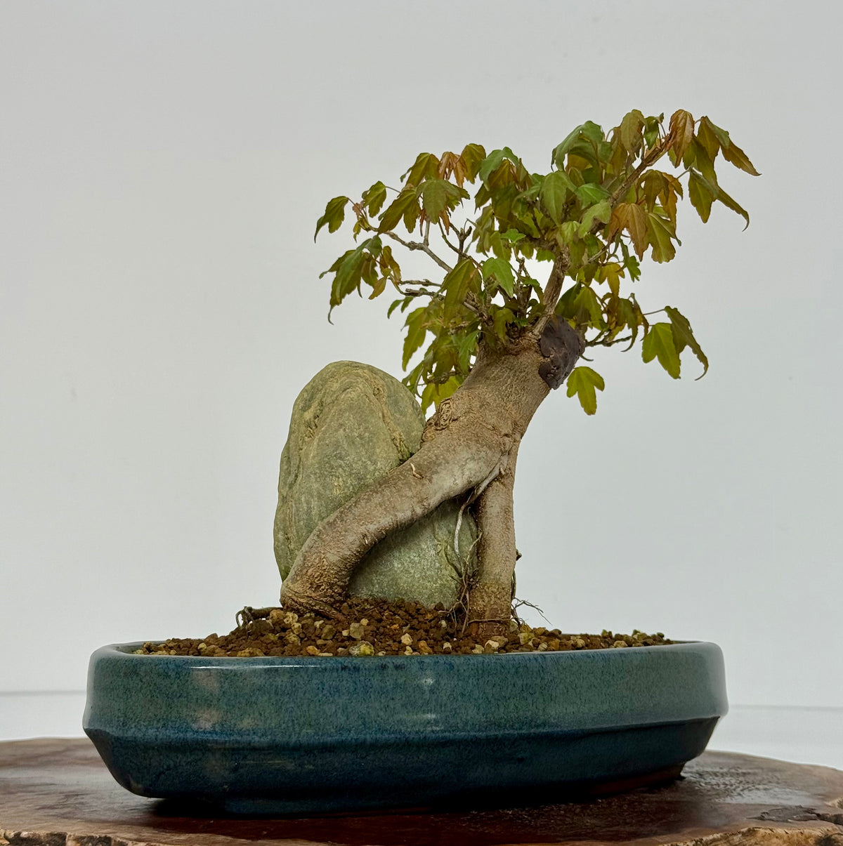 Trident Maple Bonsai Tree – Root Over Rock Japanese Bonsai