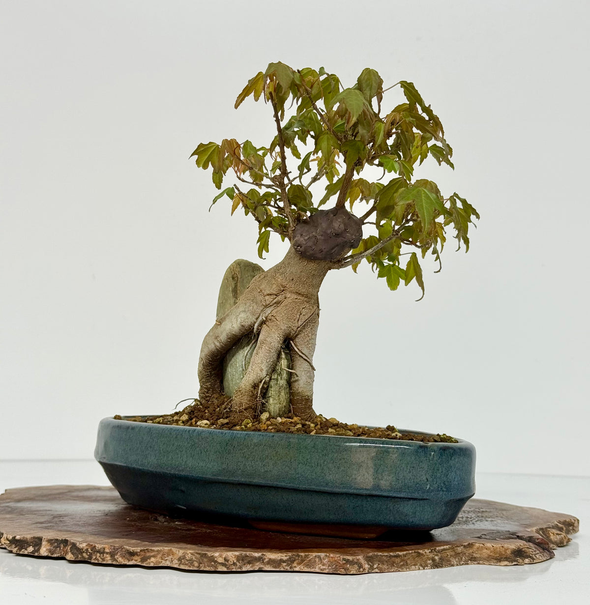 Trident Maple Bonsai Tree – Root Over Rock Japanese Bonsai