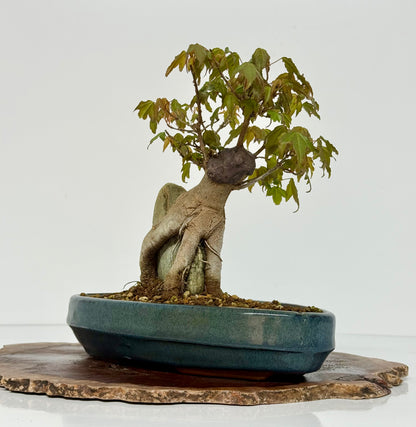 Trident Maple Bonsai Tree – Root Over Rock Japanese Bonsai