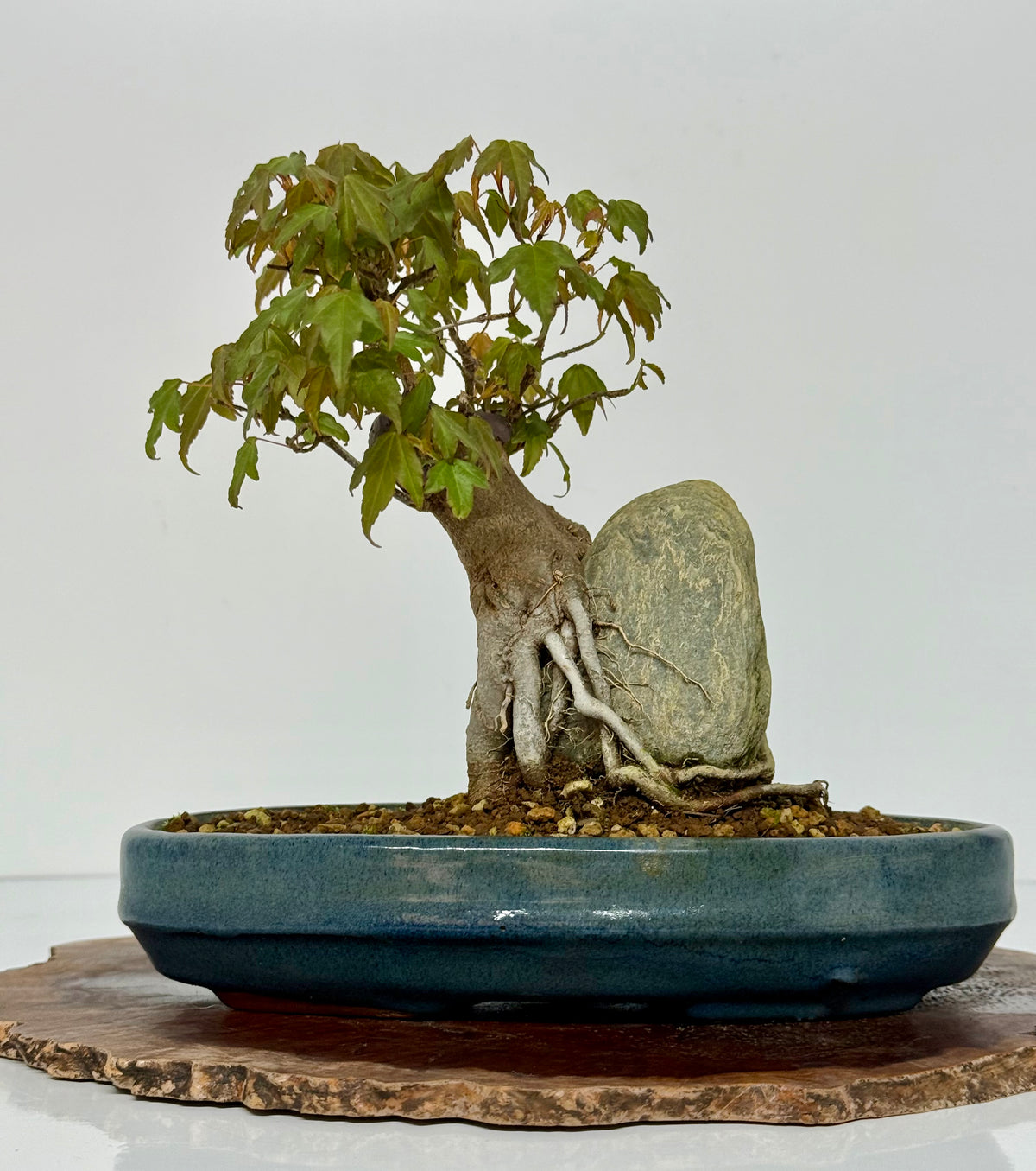Trident Maple Bonsai Tree – Root Over Rock Japanese Bonsai