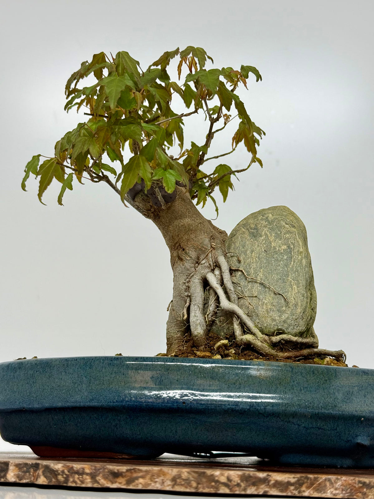 Trident Maple Bonsai Tree – Root Over Rock Japanese Bonsai