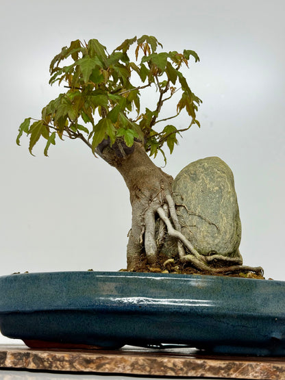 Trident Maple Bonsai Tree – Root Over Rock Japanese Bonsai