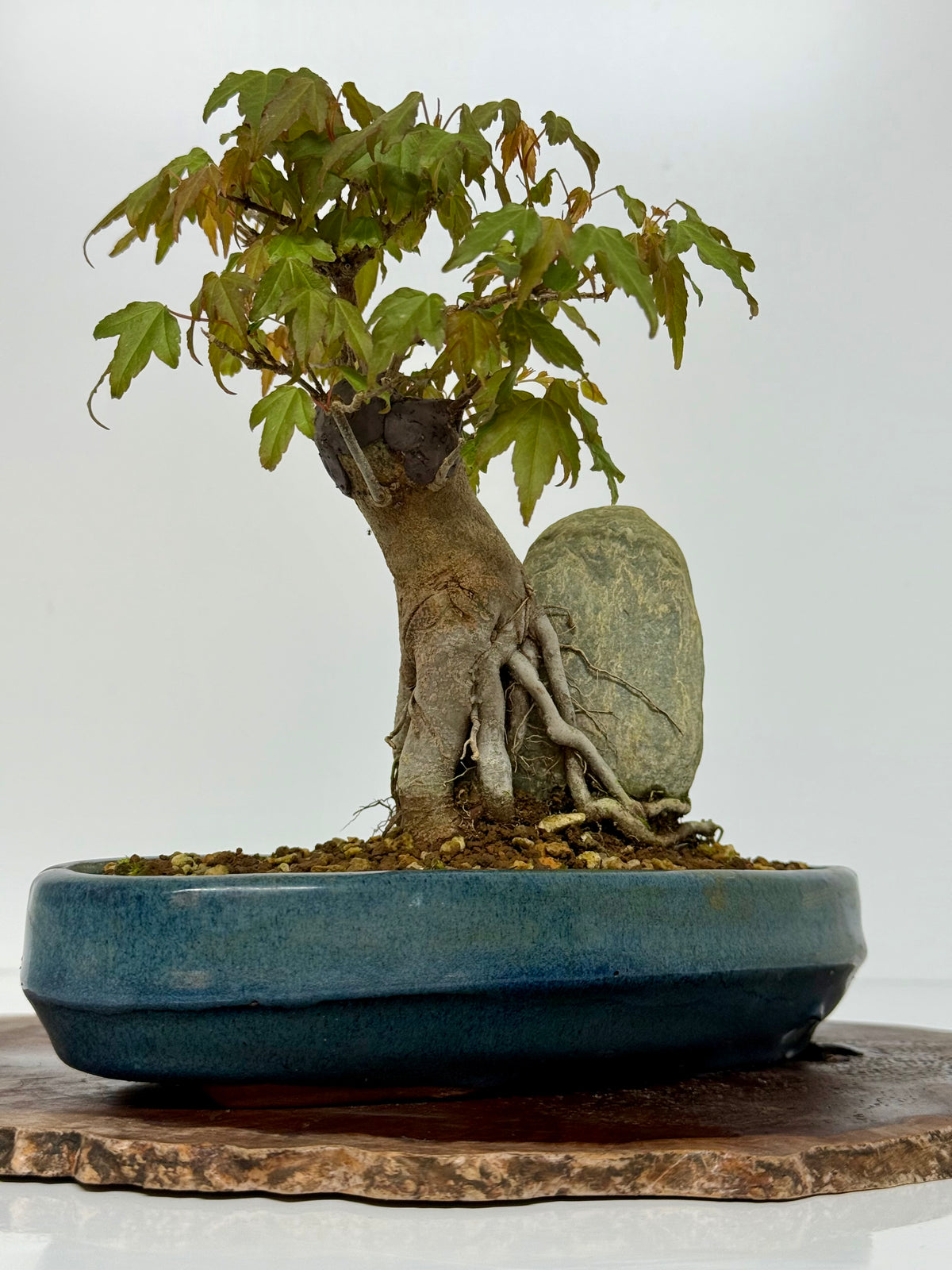 Trident Maple Bonsai Tree – Root Over Rock Japanese Bonsai
