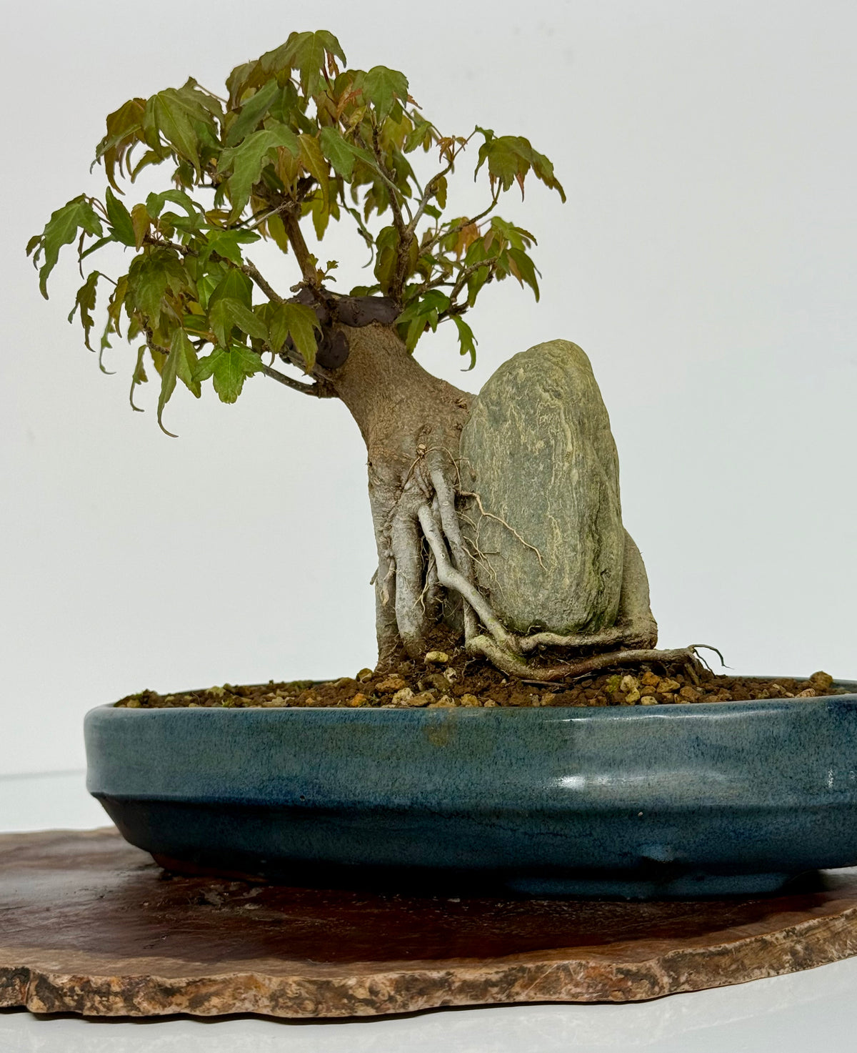 Trident Maple Bonsai Tree – Root Over Rock Japanese Bonsai