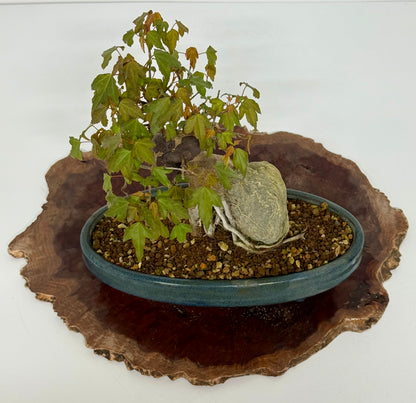 Trident Maple Bonsai Tree – Root Over Rock Japanese Bonsai