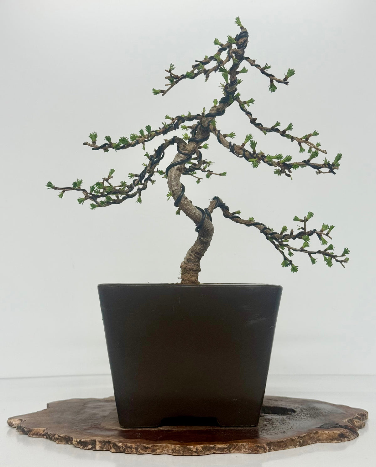 European Larch bonsai tree