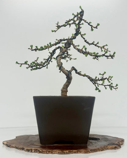 European Larch bonsai tree