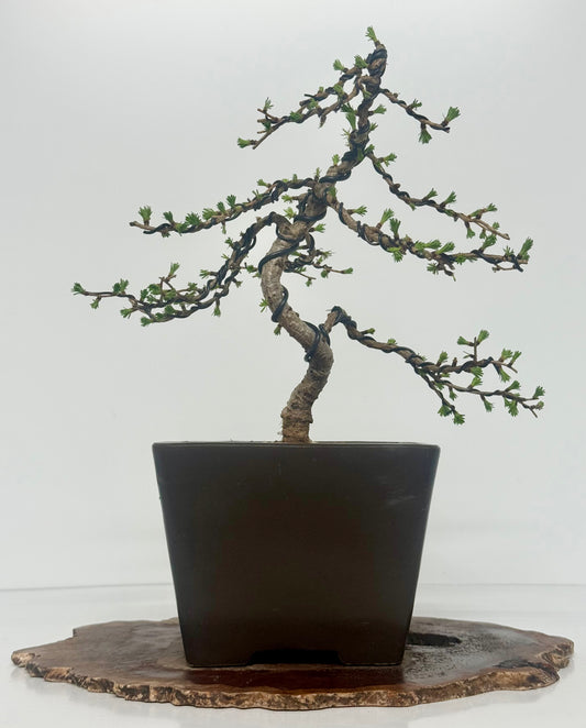European Larch bonsai tree