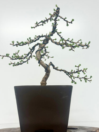 European Larch bonsai tree
