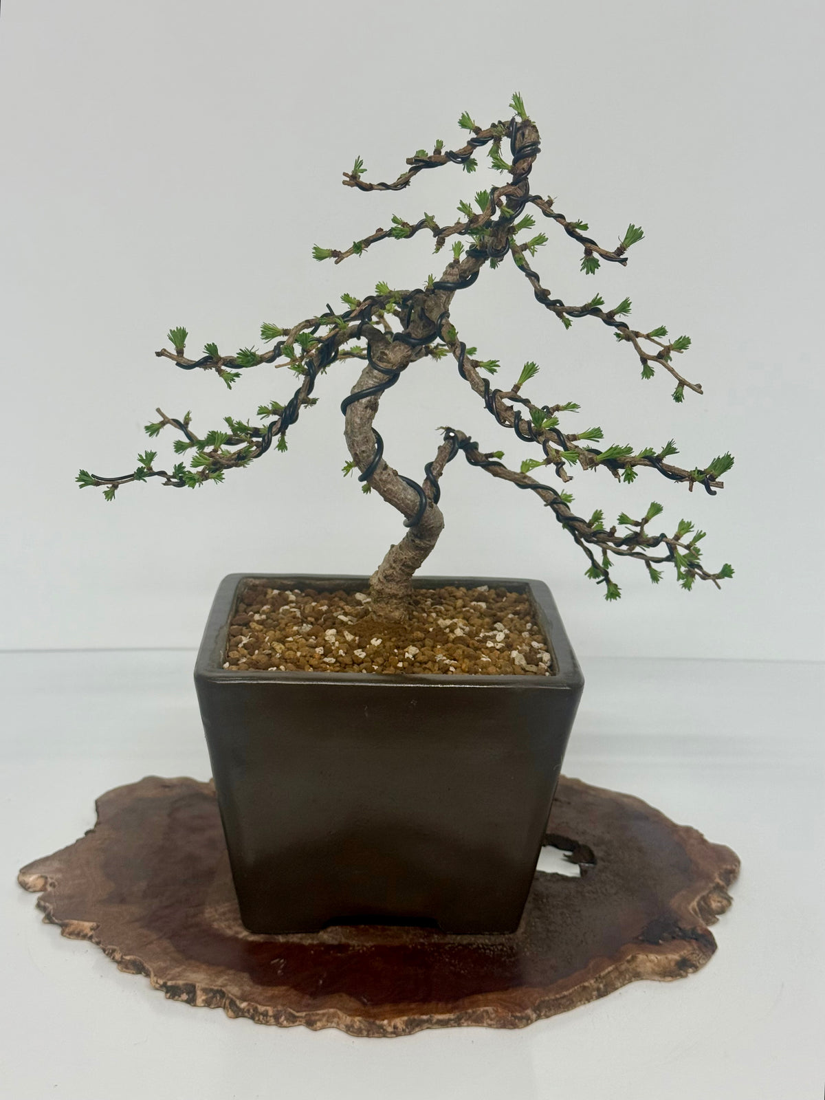 European Larch bonsai tree