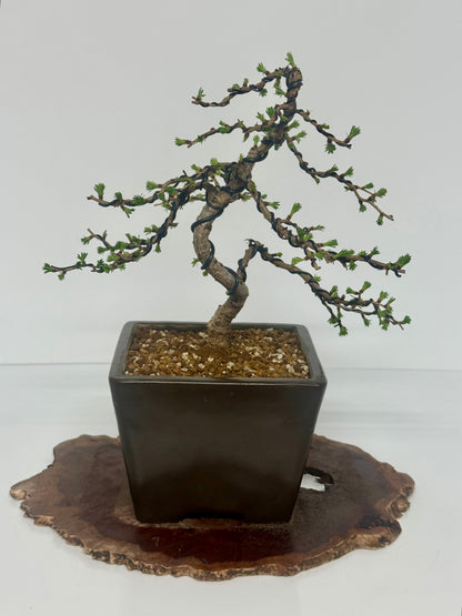 European Larch bonsai tree
