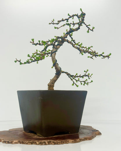 European Larch bonsai tree