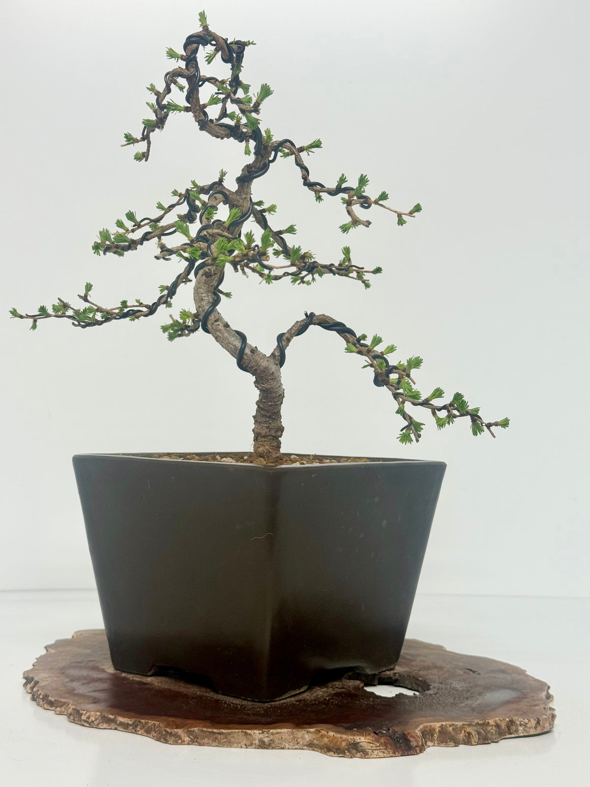 European Larch bonsai tree