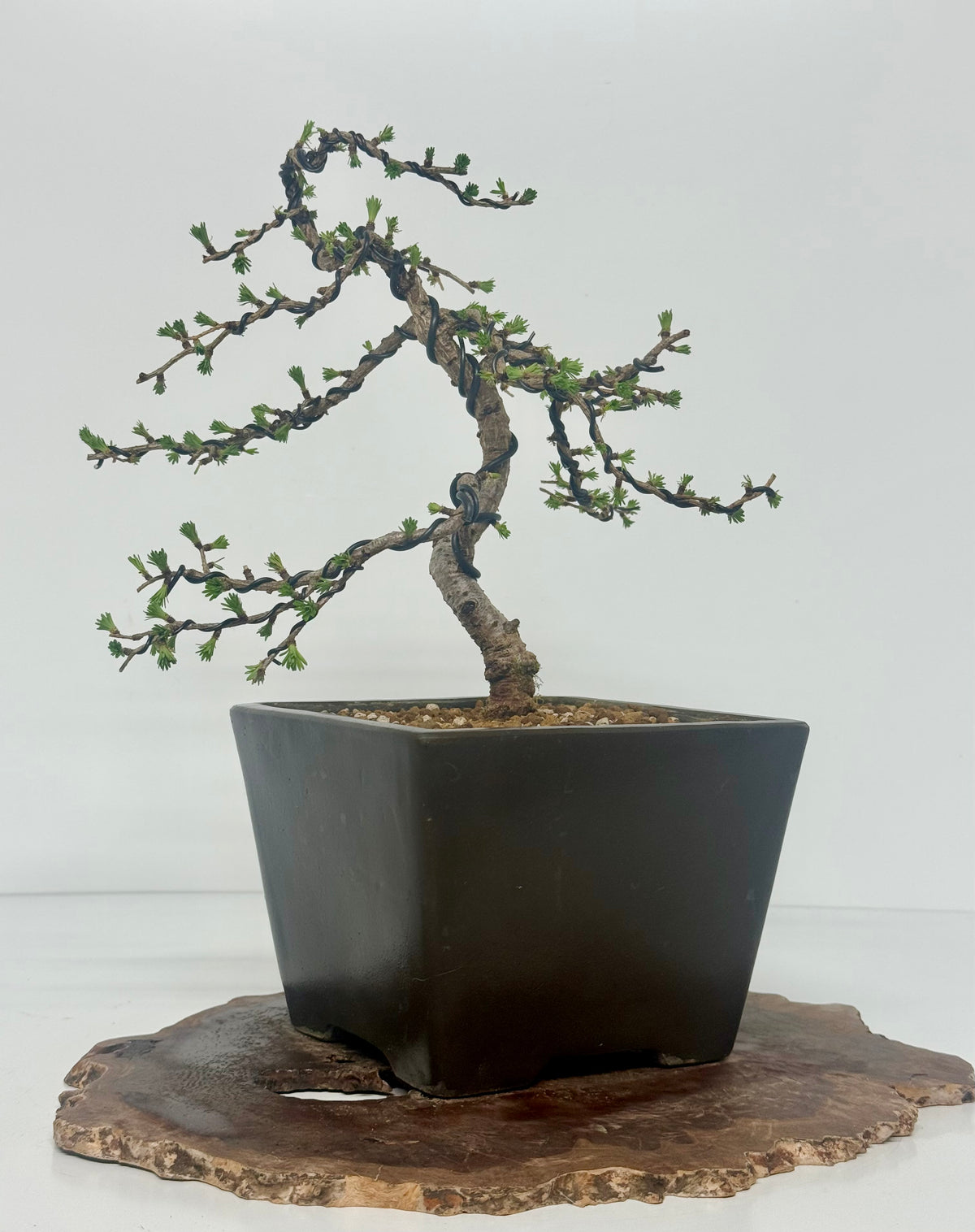 European Larch bonsai tree