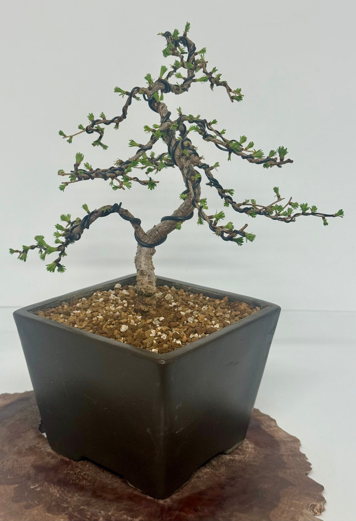 European Larch bonsai tree