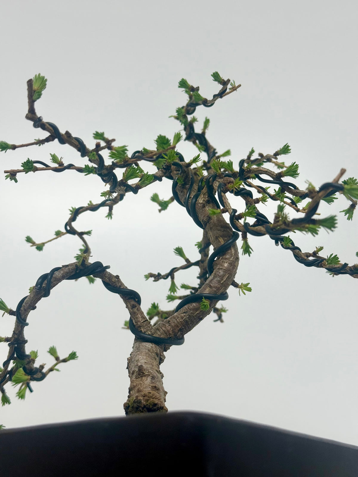 European Larch bonsai tree