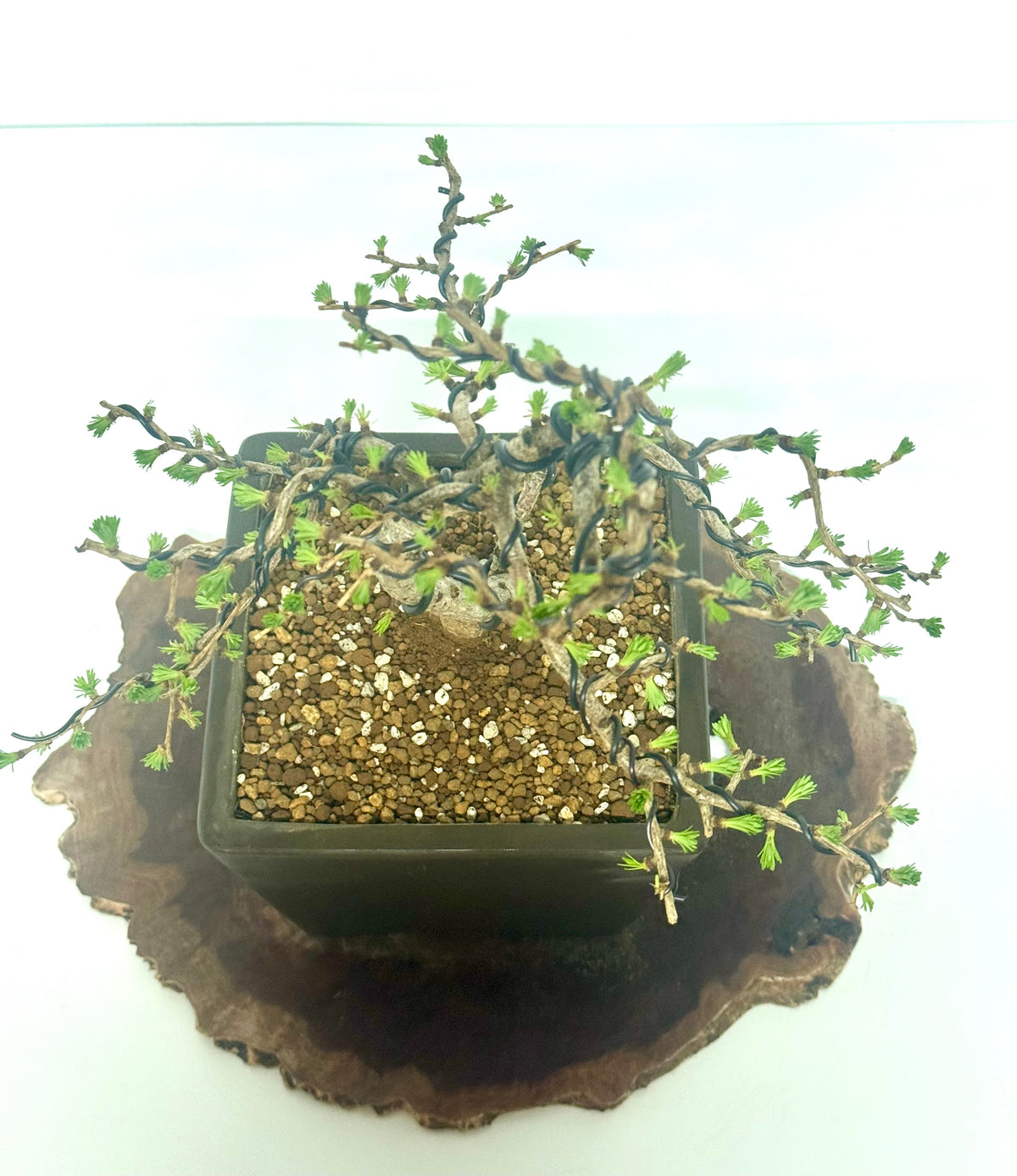 European Larch bonsai tree