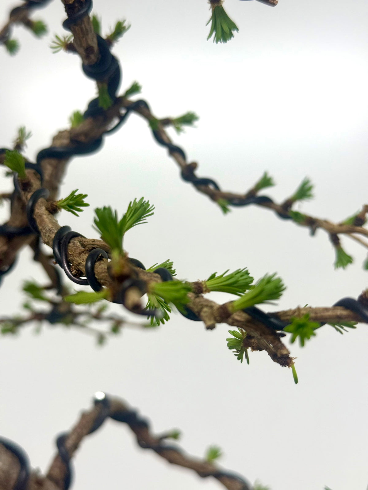 European Larch bonsai tree